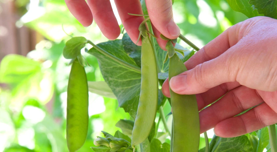 harvesting fresh peas