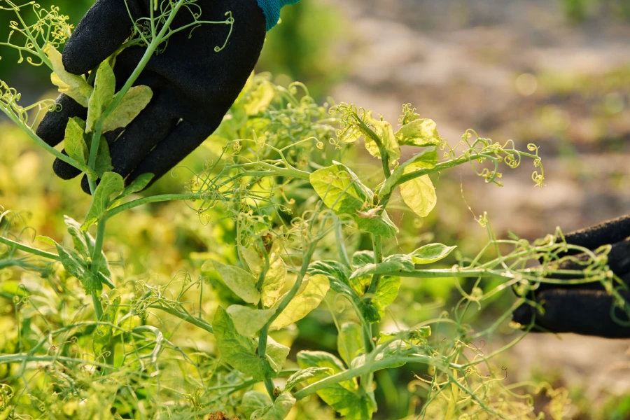 pea plant with disease