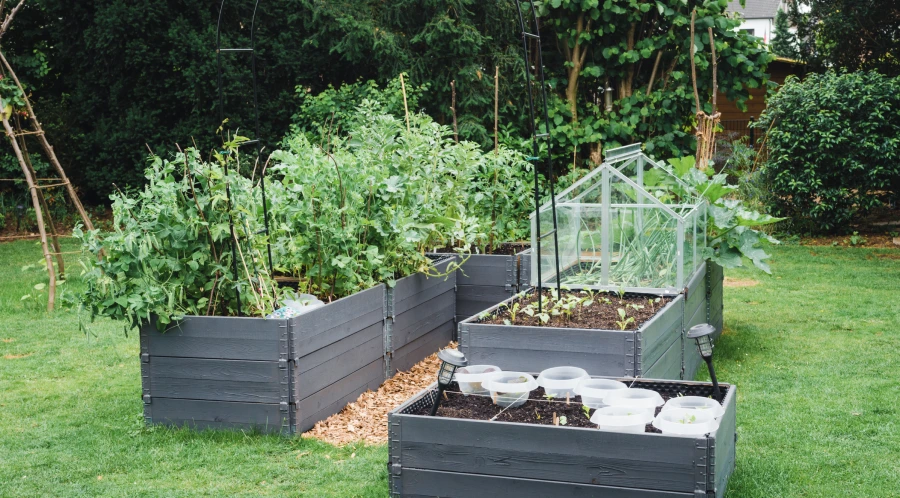 raised beds with peas