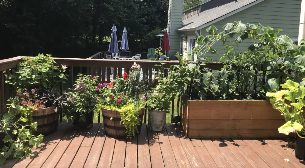 backyard deck container gardening